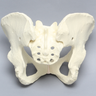 Pelvis, Full Female, Solid Foam