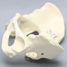 Pelvis, Full Female, Solid Foam
