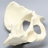 Pelvis, Full Female, Solid Foam