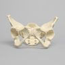 Pelvis, Full Female, Solid Foam