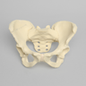 Pelvis, Full Female, Solid Foam