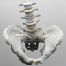 Lumbar Spine with Pelvis, Full Male, Radiopaque