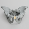 Pelvis, Full Male, Foam Cortical, Radiopaque