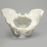 Pelvis, Full Male, for Fracture Demonstration