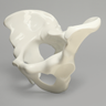 Pelvis, Full Male, for Fracture Demonstration