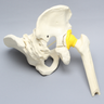 Pelvis with Acetabular Fractures and Femur, Full Male, Foam Cortical