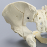 Pelvis with Fractures, Full Male, Foam Cortical