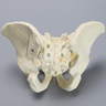 Pelvis with Fractures, Full Male, Foam Cortical
