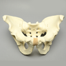 Pelvis, Large, Configured for 1660-12 Base, Solid Foam Pelvis, Large, Configured for 1660-12 Base, Solid Foam