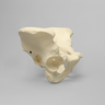 Pelvis, Large, Configured for 1660-12 Base, Solid Foam
