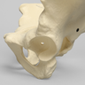 Pelvis, Large, Configured for 1660-12 Base, Solid Foam