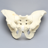 Pelvis with Disruptions, Full Male, Solid Foam