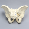 Pelvis with Disruptions, Full Male, Solid Foam