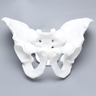 Pelvis, Full Male, White Plastic