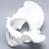 Pelvis, Full Male, White Plastic