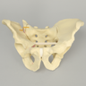 Pelvis with Rami and SI Fractures with Dislocation, Full Male, Foam Cortical