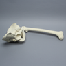 Pelvis with Removable Femur, Full Male, Foam Cortical