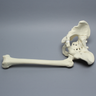 Pelvis with Removable Femur, Full Male, Foam Cortical