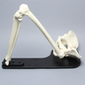 Hip Assembly with Replaceable Knee #1145-38, Male