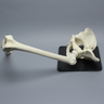 Hip Assembly with Replaceable Knee #1145-60, Male