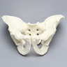 Pelvis, Salter's Osteotomy, Full Male, Foam Cortical