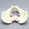 Pelvis, Salter's Osteotomy, Full Male, Foam Cortical