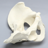 Pelvis, Salter's Osteotomy, Full Male, Foam Cortical