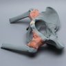 Pelvis with Proximal Femurs, Full Male, Radiopaque