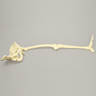 Hip Assembly with Foot, Male