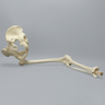 Hip Assembly with Replaceable Knee #1145-33-1, Male