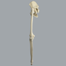 Hip Assembly with Replaceable Knee #1145-33-1, Male