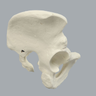 Pelvis, Full Male, Foam Cortical
