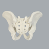 Pelvis, Full Male, Foam Cortical