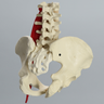 Lumbar Spine with Full Pelvis and Psoas Muscle, Solid Foam