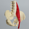 Lumbar Spine with Full Pelvis and Psoas Muscle, Solid Foam
