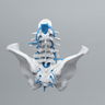 Lumbar Spine with Full Pelvis and Nerve Roots, Solid White Plastic