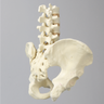 Lumbar Spine with Pelvis, Full Male, Foam Cortical