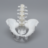 Lumbar Spine with Full Pelvis, Male, Solid White Plastic