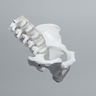 Lumbar Spine with Full Pelvis, Male, Solid White Plastic