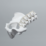 Lumbar Spine with Full Pelvis, Male, Solid White Plastic