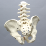 Lumbar Spine with Pelvis, Full Male, Solid Foam