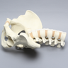 Lumbar Spine with Pelvis, Full Male, Solid Foam