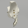 Sacrum with Iliums, Foam Cortical Shell, For Spinal Navigation