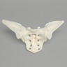 Sacrum with Iliums, Foam Cortical Shell, For Spinal Navigation