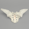 Sacrum with Iliums, Foam Cortical Shell, For Spinal Navigation
