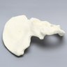Hemi Pelvis with 57mm Acetabulum, Foam Cortical, Right