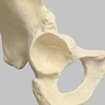 Hemi Pelvis with 57mm Acetabulum, Foam Cortical, Right