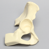 Hemi Pelvis with Vise Attachment on Ischium, Foam Cortical, Right
