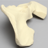 Hemi Pelvis with Vise Attachment on Ischium, Foam Cortical, Right