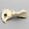 Hemi Pelvis with Vise Attachment on Ischium, Foam Cortical, Right
